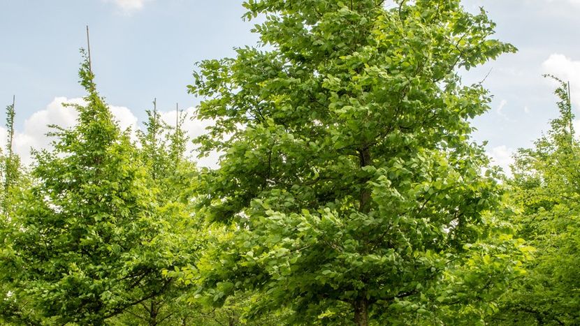 Montaj fototapet Bucuresti, ablo.ro (438) - Fototapet poze mari pentru printat ablo ro Partea I