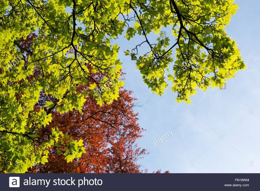 Montaj fototapet Bucuresti, ablo.ro (442) - Fototapet poze mari pentru printat ablo ro Partea I