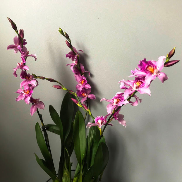  - Plante de interior 2019