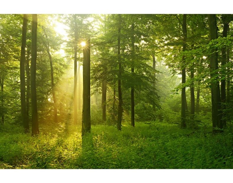 Montaj fototapet Bucuresti, ablo.ro (657) - Fototapet poze mari pentru printat ablo ro Partea II