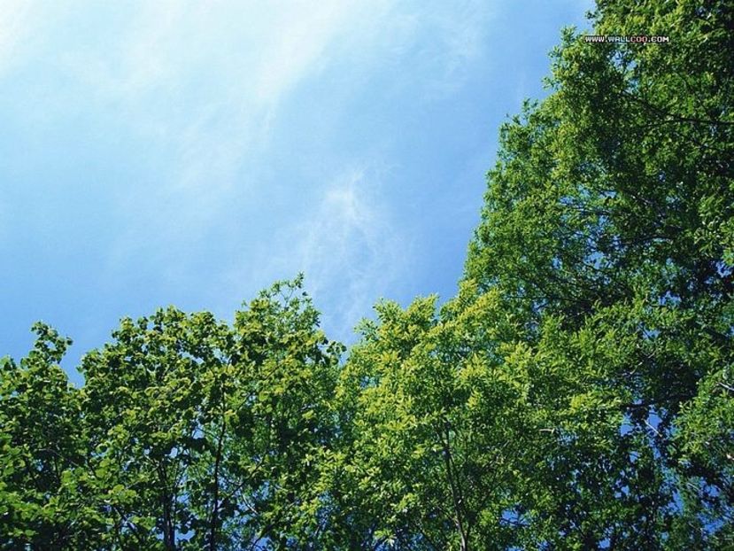 Montaj fototapet Bucuresti, ablo.ro (694) - Fototapet poze mari pentru printat ablo ro Partea II