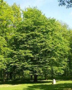 Montaj fototapet Bucuresti, ablo.ro (760) - Fototapet poze mari pentru printat ablo ro Partea II