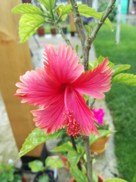  - Hibiscus