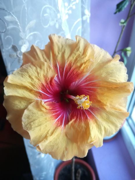  - Hibiscus