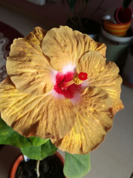  - Hibiscus