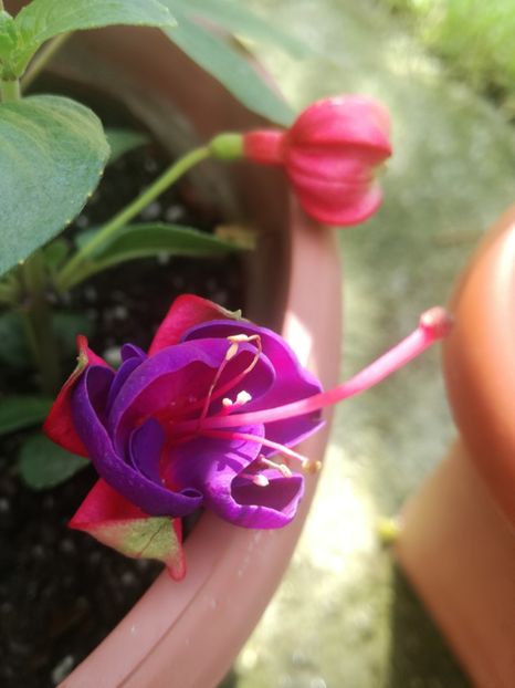  - Plante
