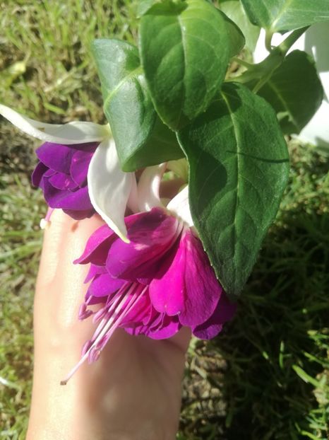  - Plante