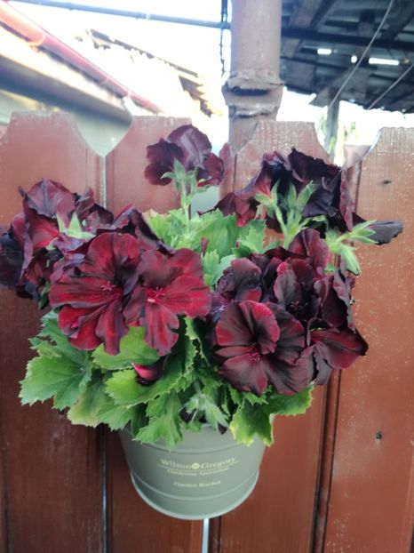  - Plante
