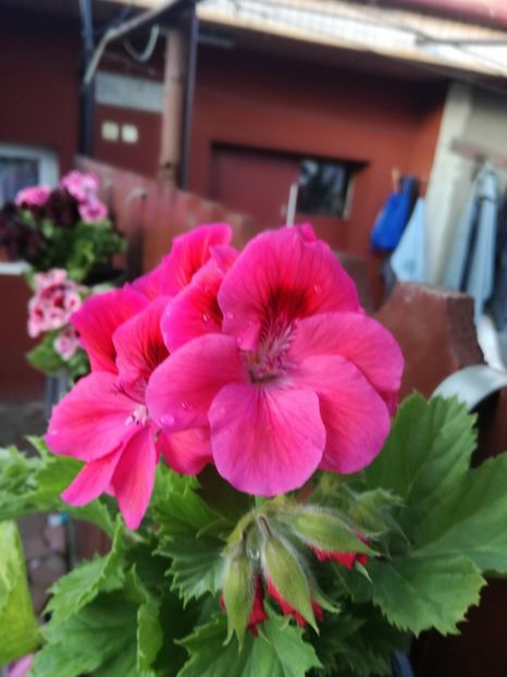  - Plante