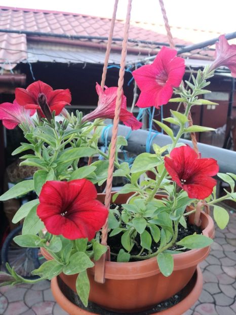  - Plante