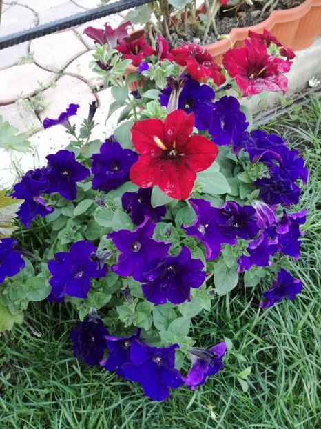  - Plante
