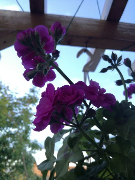  - Plante