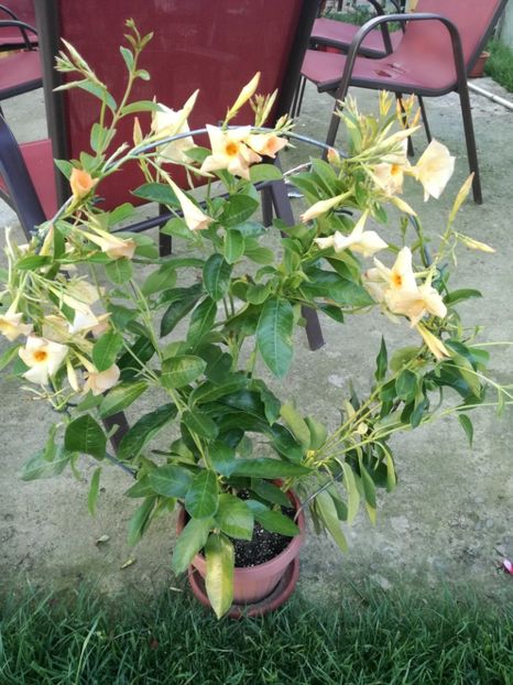  - Plante