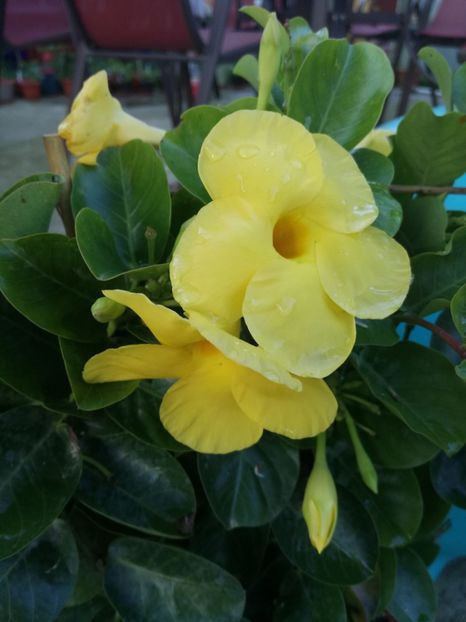  - Plante