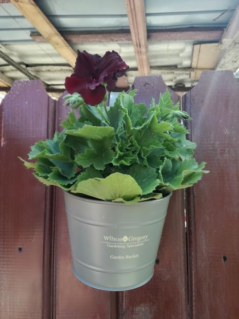  - Plante
