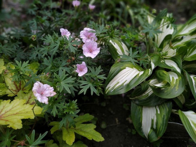  - Hosta 2018- 2022