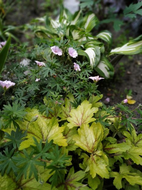  - Hosta 2018- 2022