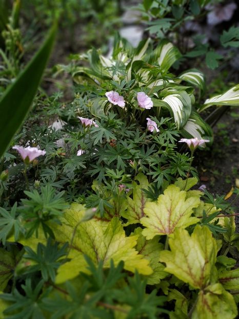  - Hosta 2018- 2022