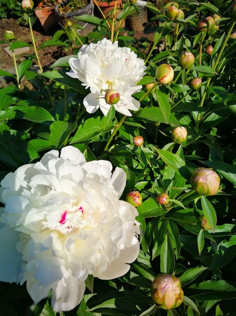 Festiva maxima - 9-Bujori