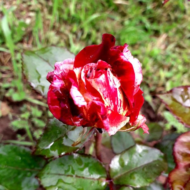  - TRANDAFIRI 2018-2019