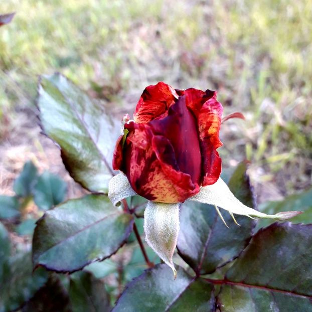  - TRANDAFIRI 2018-2019