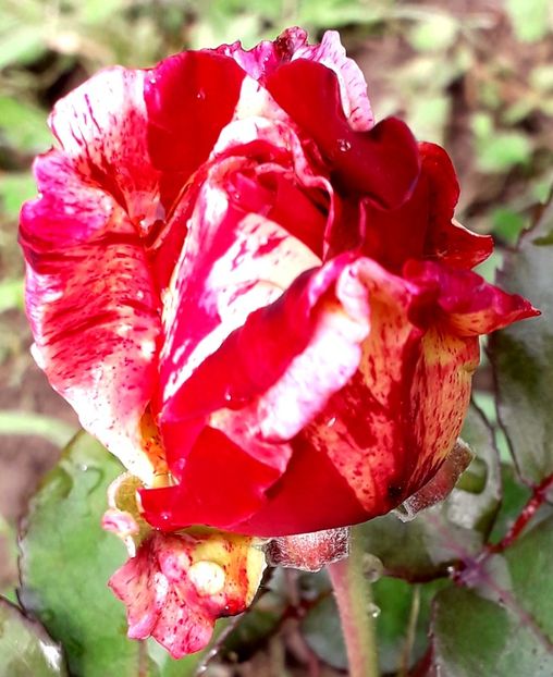  - TRANDAFIRI 2018-2019