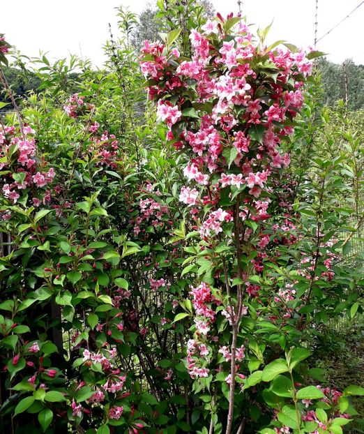  - AAAAA__WEIGELA_2019_2020