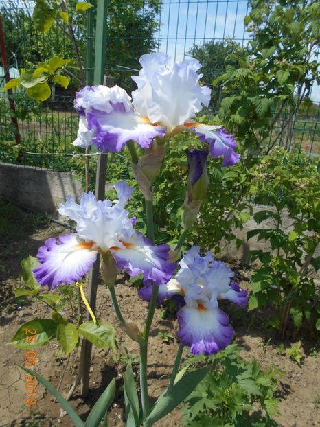 Conjuration - 2Irisi 2019