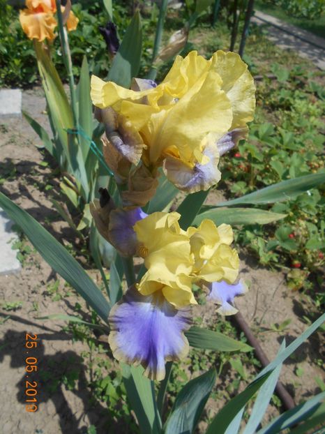 Tumulteux - 2Irisi 2019