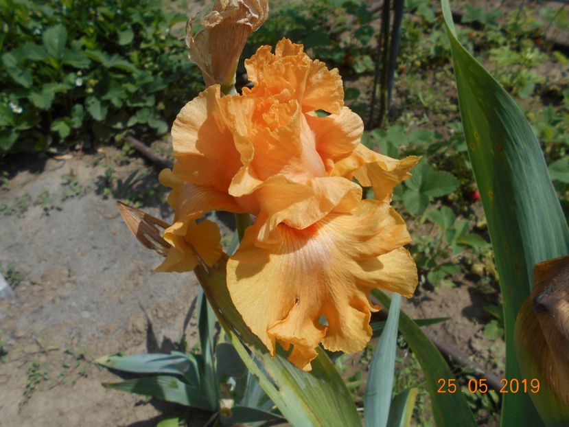 Good Show - 2Irisi 2019