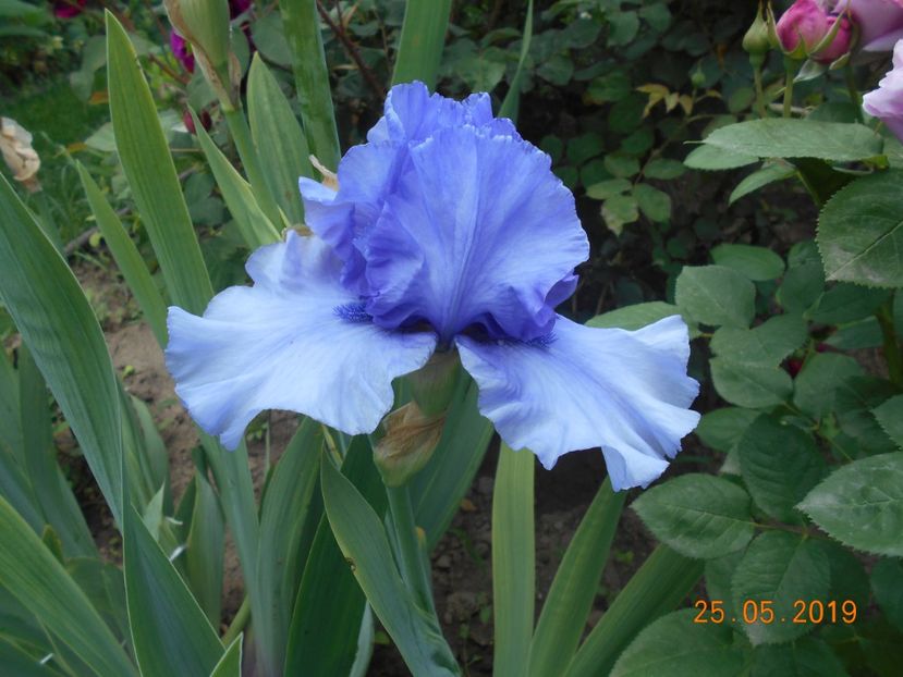 Tokatee Falss - 2Irisi 2019