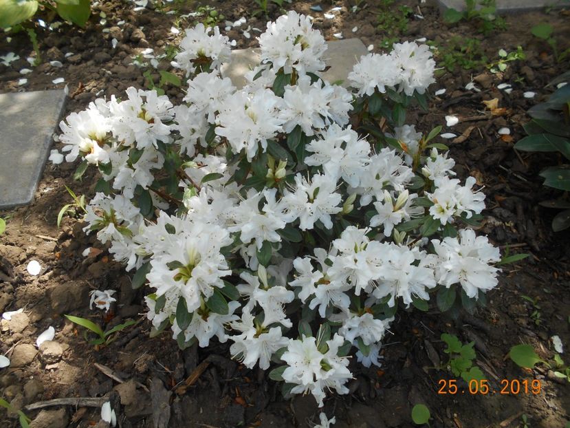 - 2Azalee-rhododendroni-hortensii-hoste 2019