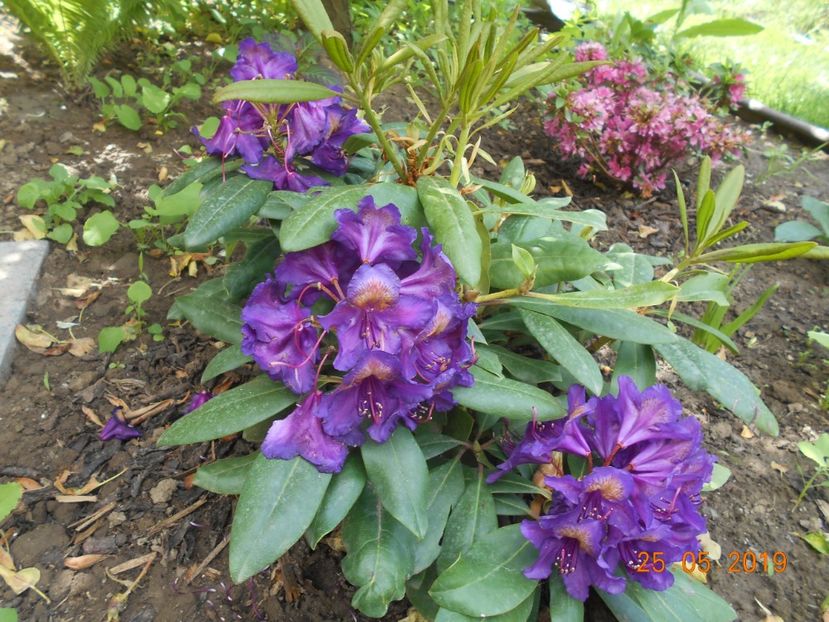 - 2Azalee-rhododendroni-hortensii-hoste 2019