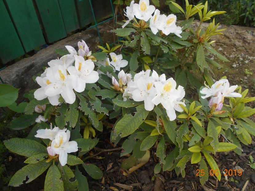 FN - 2Azalee-rhododendroni-hortensii-hoste 2019