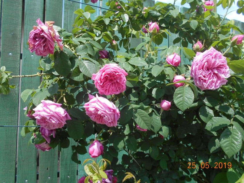  - 2Trandafiri 2019