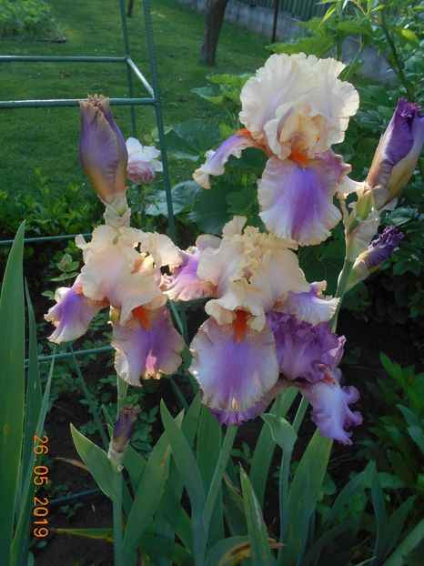 Colette Thurillet - 2Irisi 2019