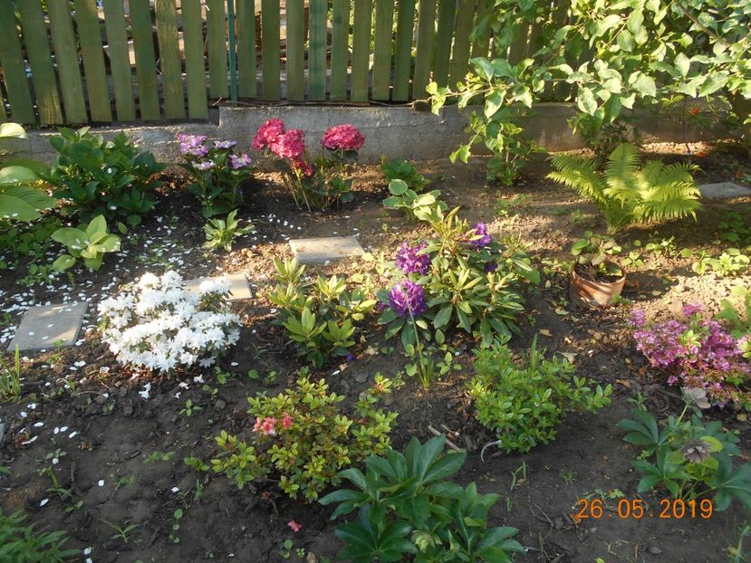  - 2Azalee-rhododendroni-hortensii-hoste 2019