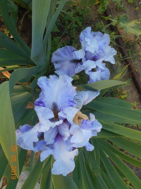 Brocken Patern - 2Irisi 2019