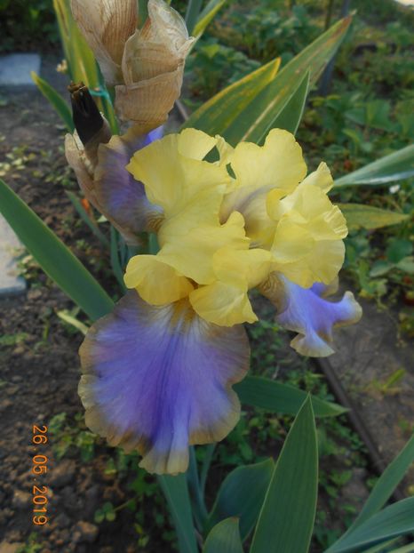 Tumulteux - 2Irisi 2019