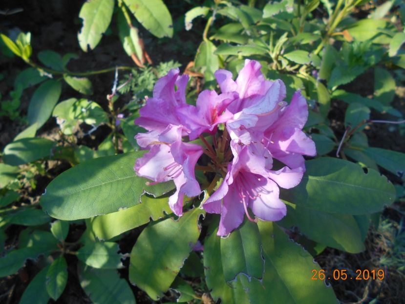FN - 2Azalee-rhododendroni-hortensii-hoste 2019