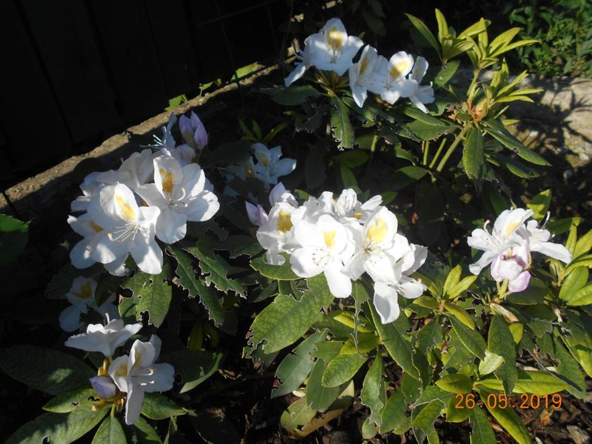 FN - 2Azalee-rhododendroni-hortensii-hoste 2019