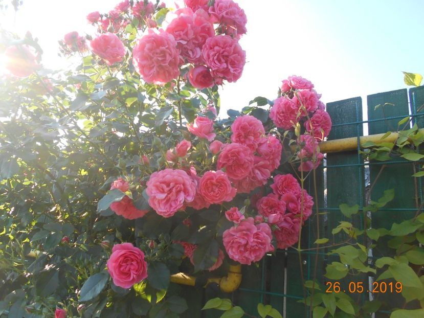  - 2Trandafiri 2019