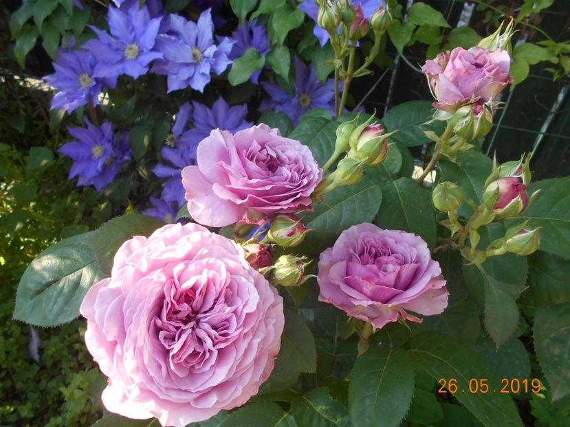  - 2Trandafiri 2019