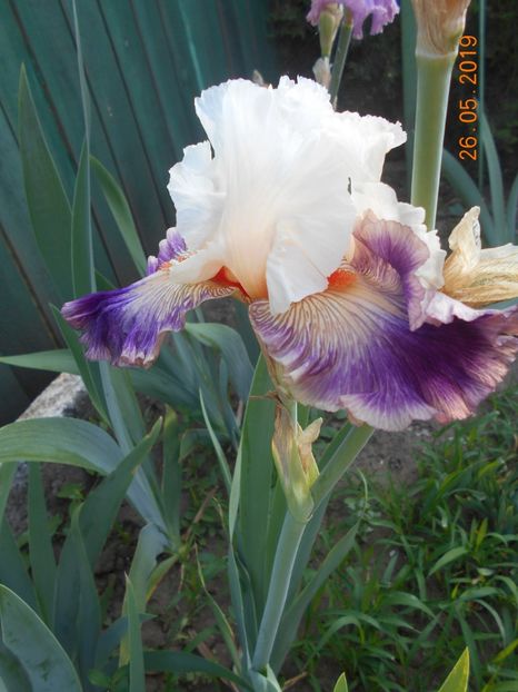 Pop Idol - 2Irisi 2019