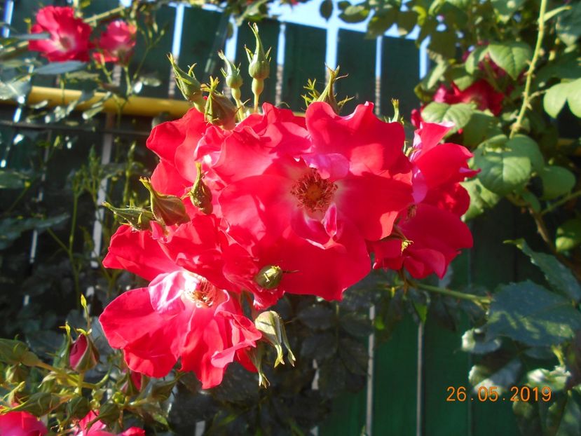  - 2Trandafiri 2019