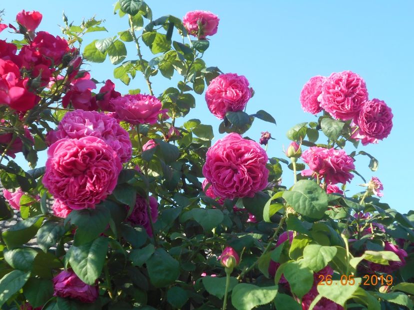  - 2Trandafiri 2019