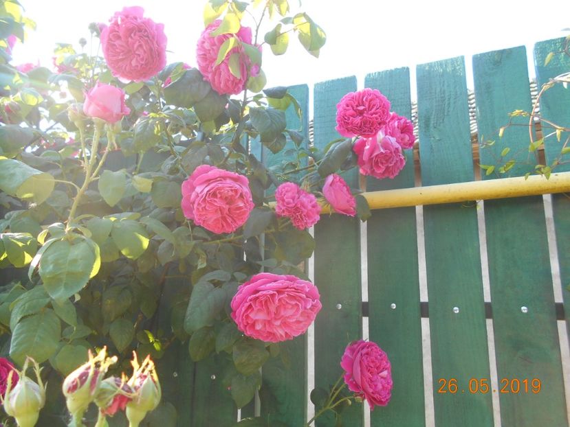  - Madame Isaac Pereire