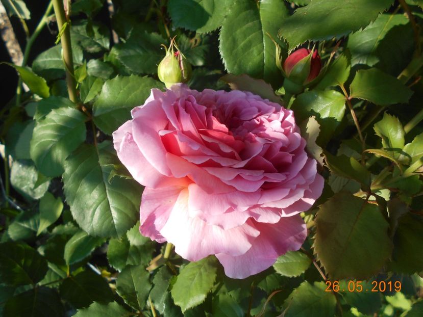  - 2Trandafiri 2019