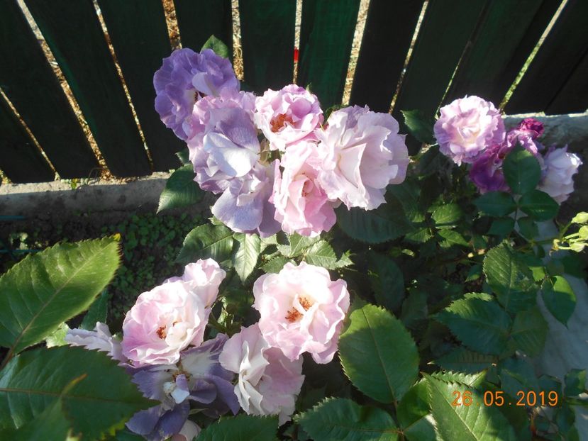  - 2Trandafiri 2019