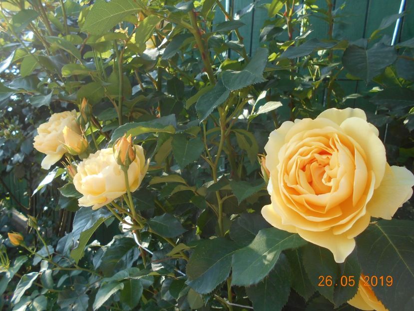 2019 - Graham Thomas